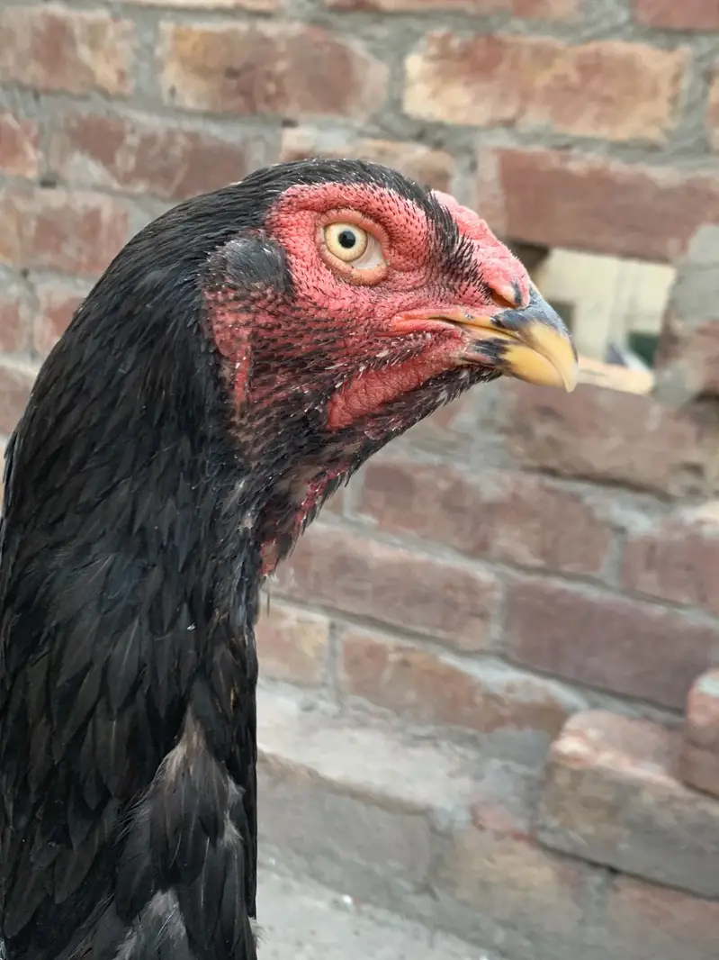 Premium Quality Black Shamo breeder hen — photo 3