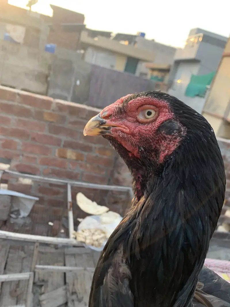 Premium Quality Black Shamo breeder hen — photo 4