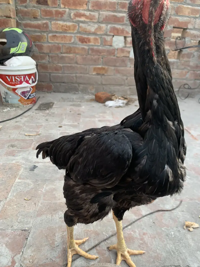 Premium Quality Black Shamo breeder hen — photo 5