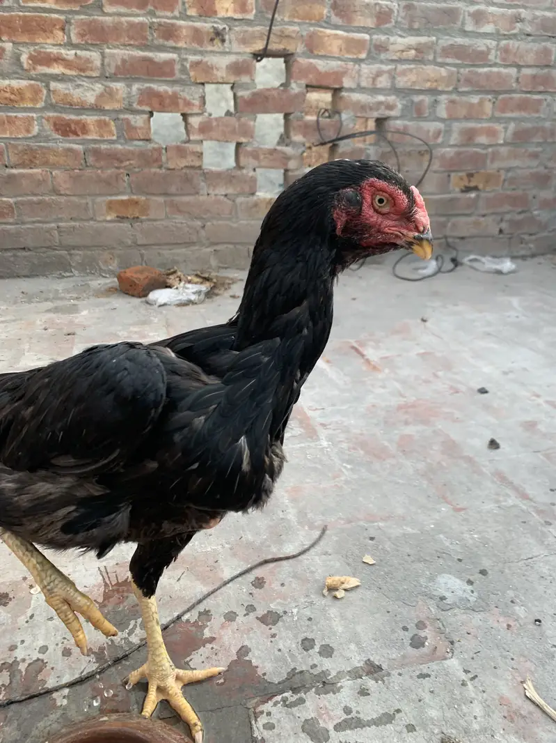 Premium Quality Black Shamo breeder hen — photo 6