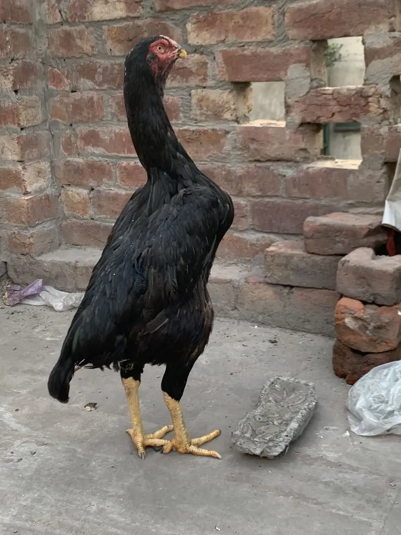 Premium Quality Black Shamo breeder hen — photo 7