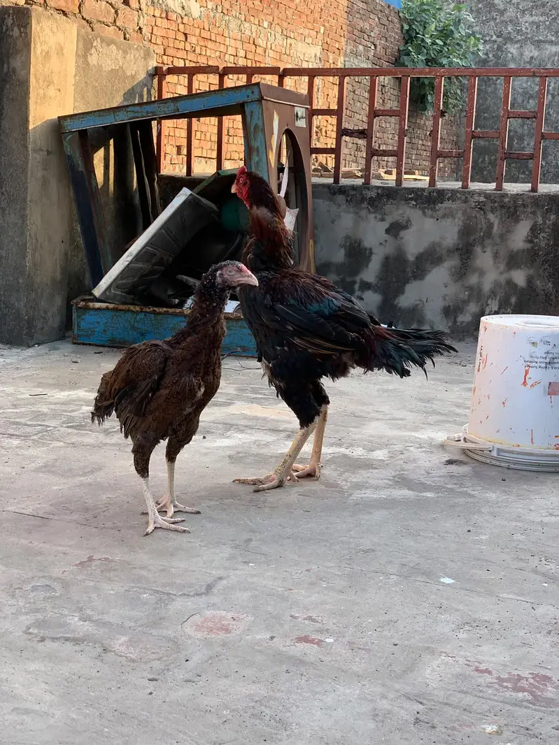 aseel murga with two females — photo 2