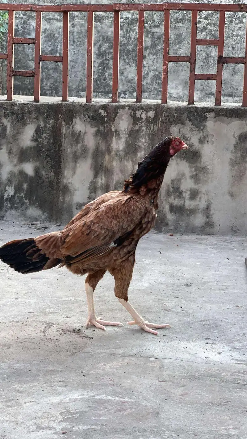 aseel murga with two females — photo 4