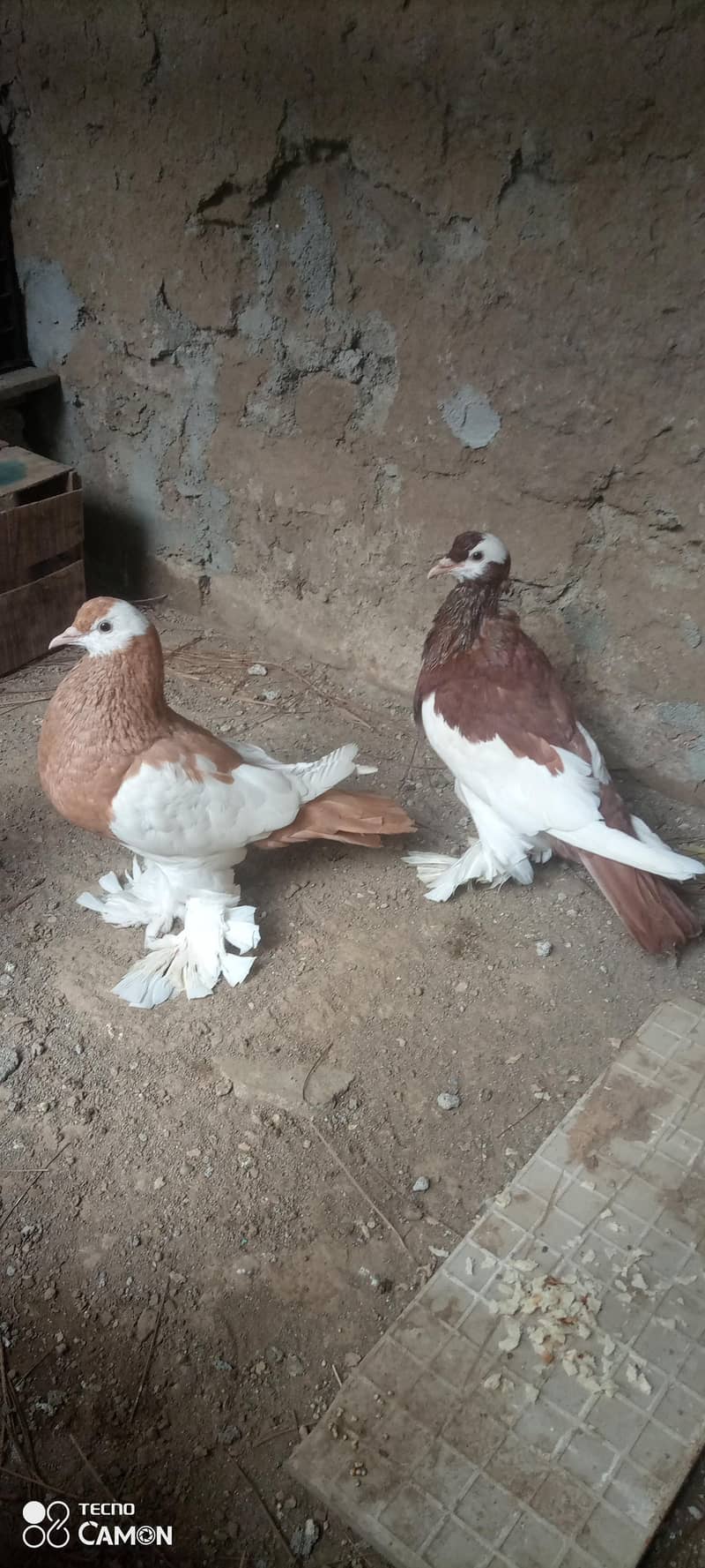 Magpie Pouter Breeder Pair 0