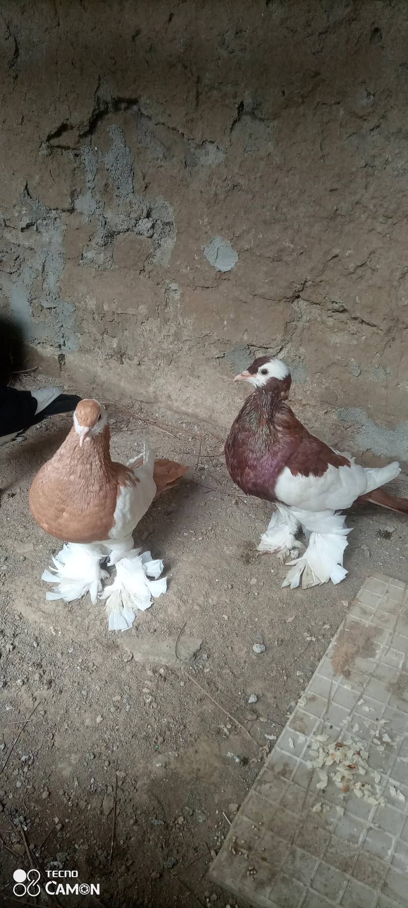 Magpie Pouter Breeder Pair 1