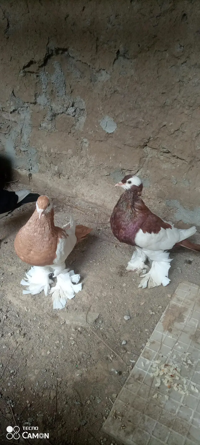 Magpie Pouter Breeder Pair — photo 2