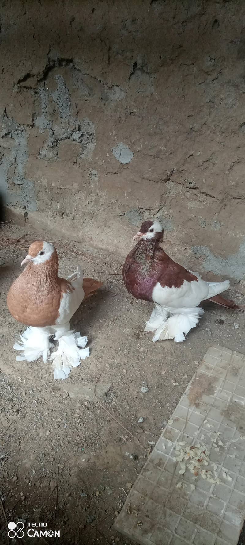 Magpie Pouter Breeder Pair 2