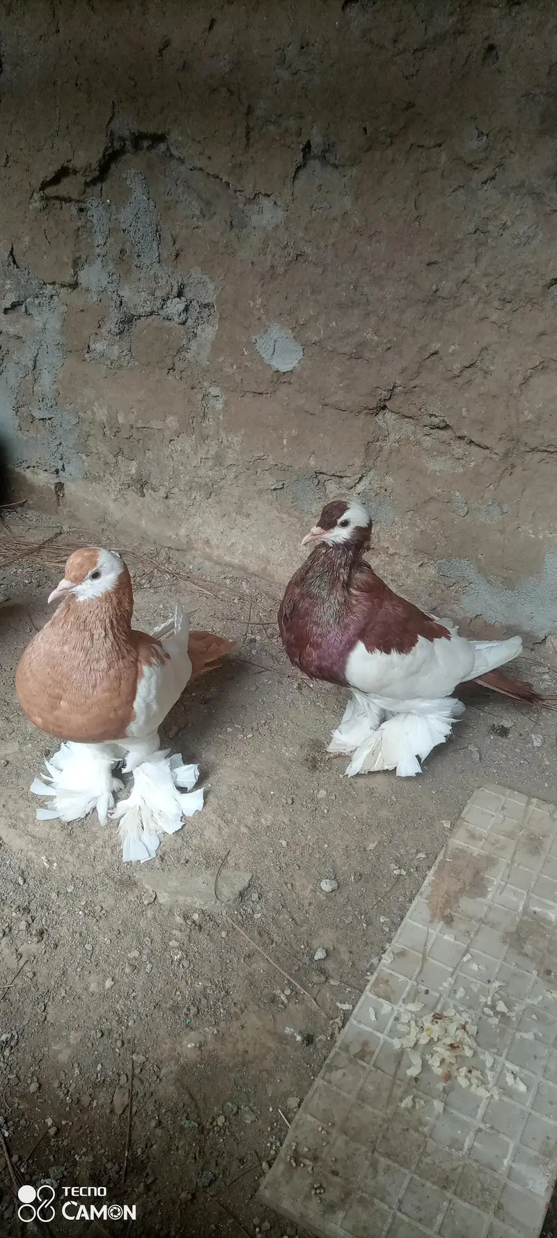 Magpie Pouter Breeder Pair — photo 3