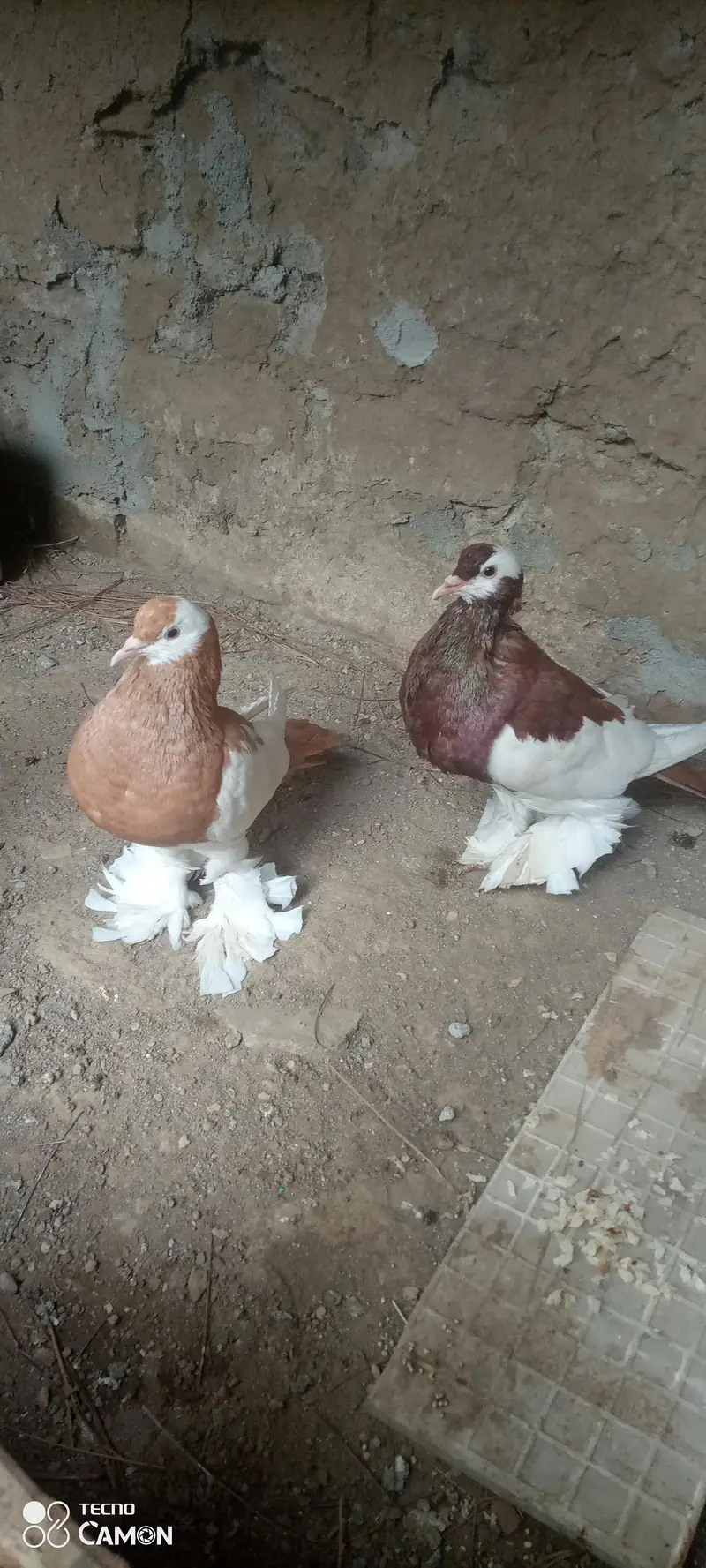 Magpie Pouter Breeder Pair — photo 4