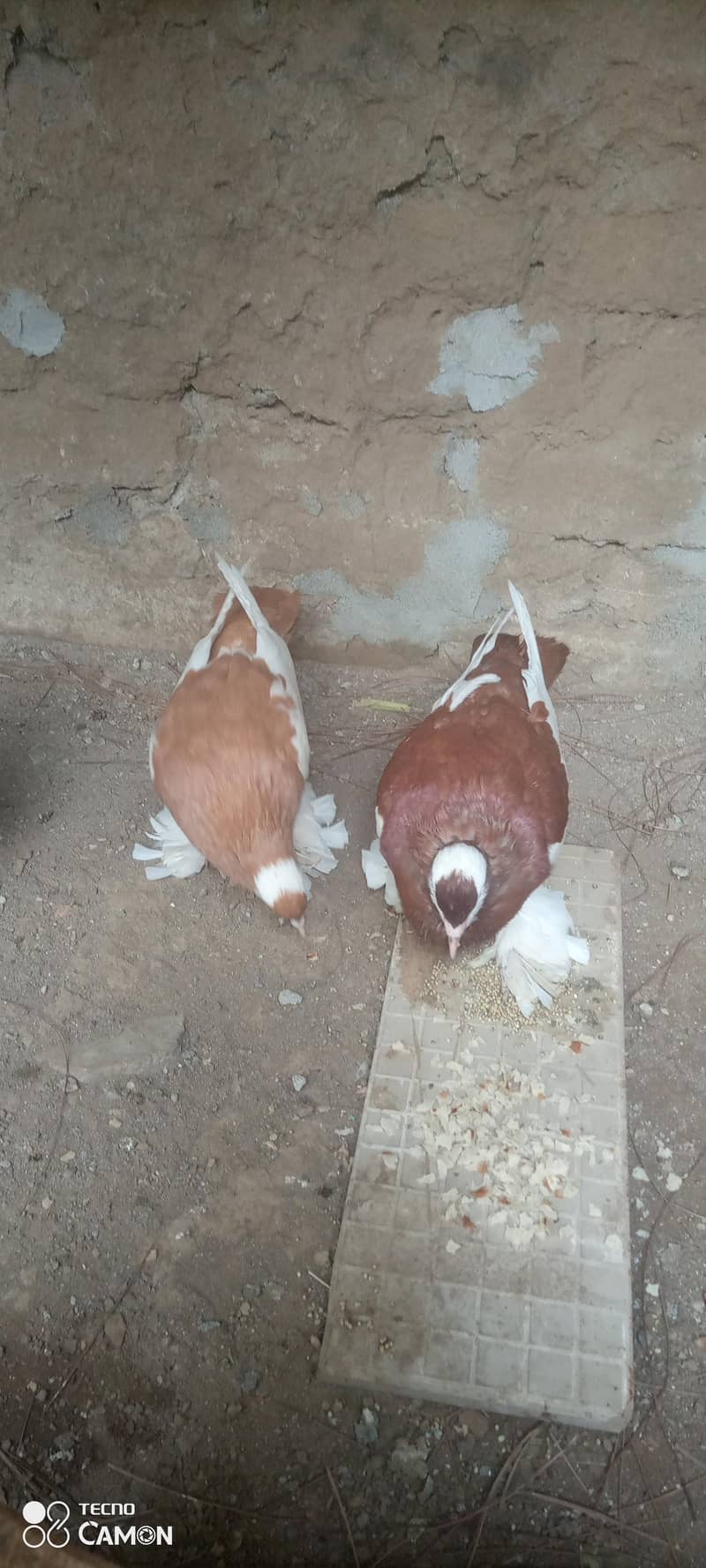 Magpie Pouter Breeder Pair 4