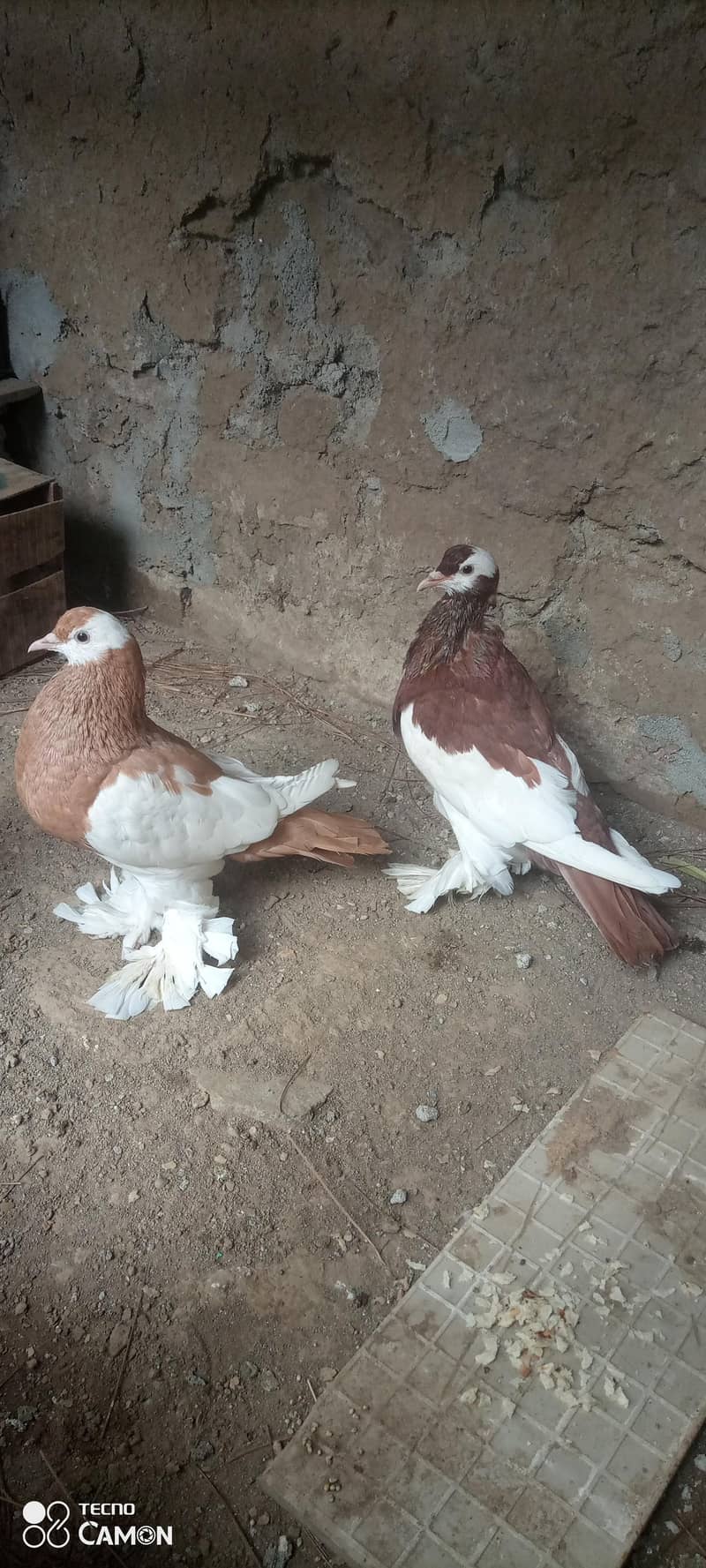 Magpie Pouter Breeder Pair 5
