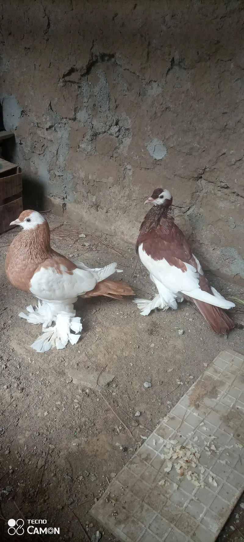 Magpie Pouter Breeder Pair — photo 6