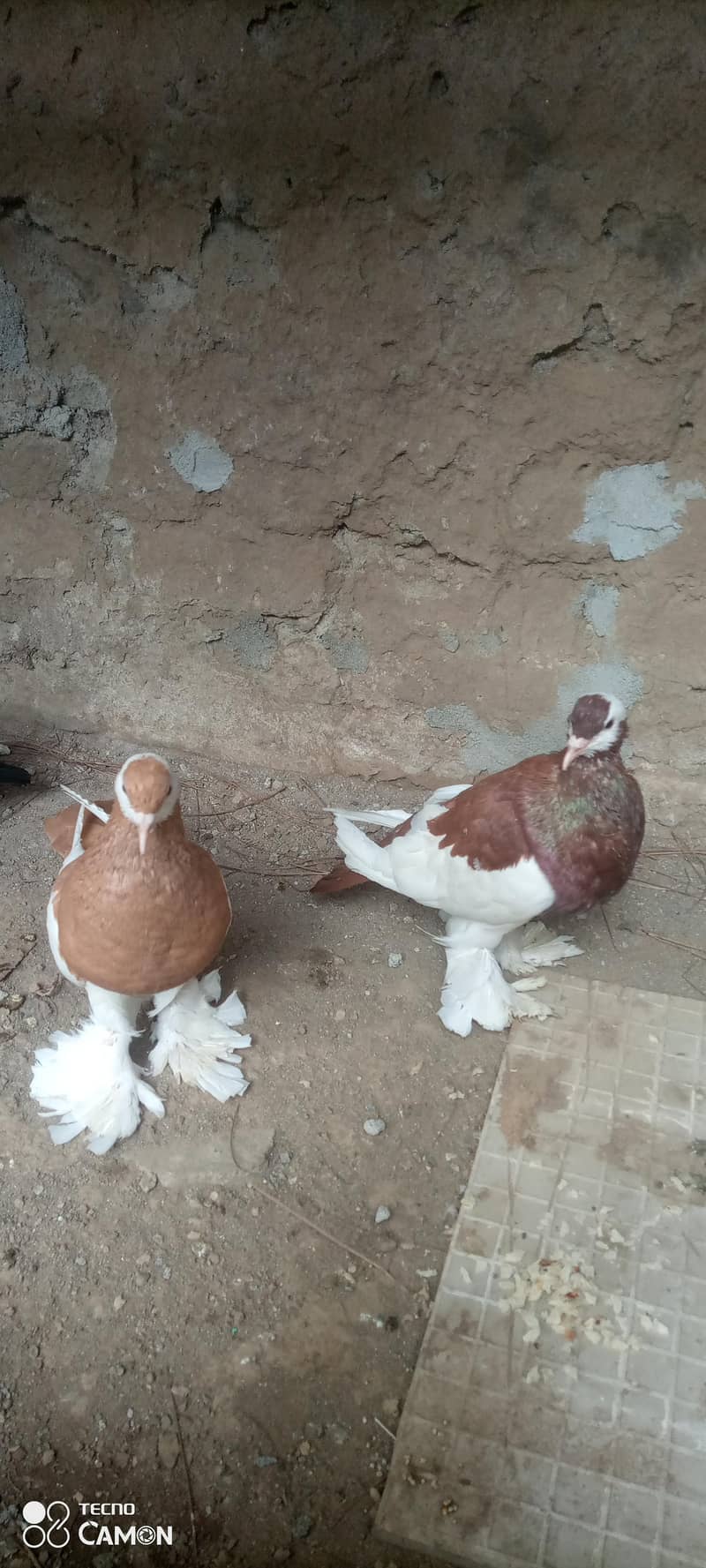 Magpie Pouter Breeder Pair 6