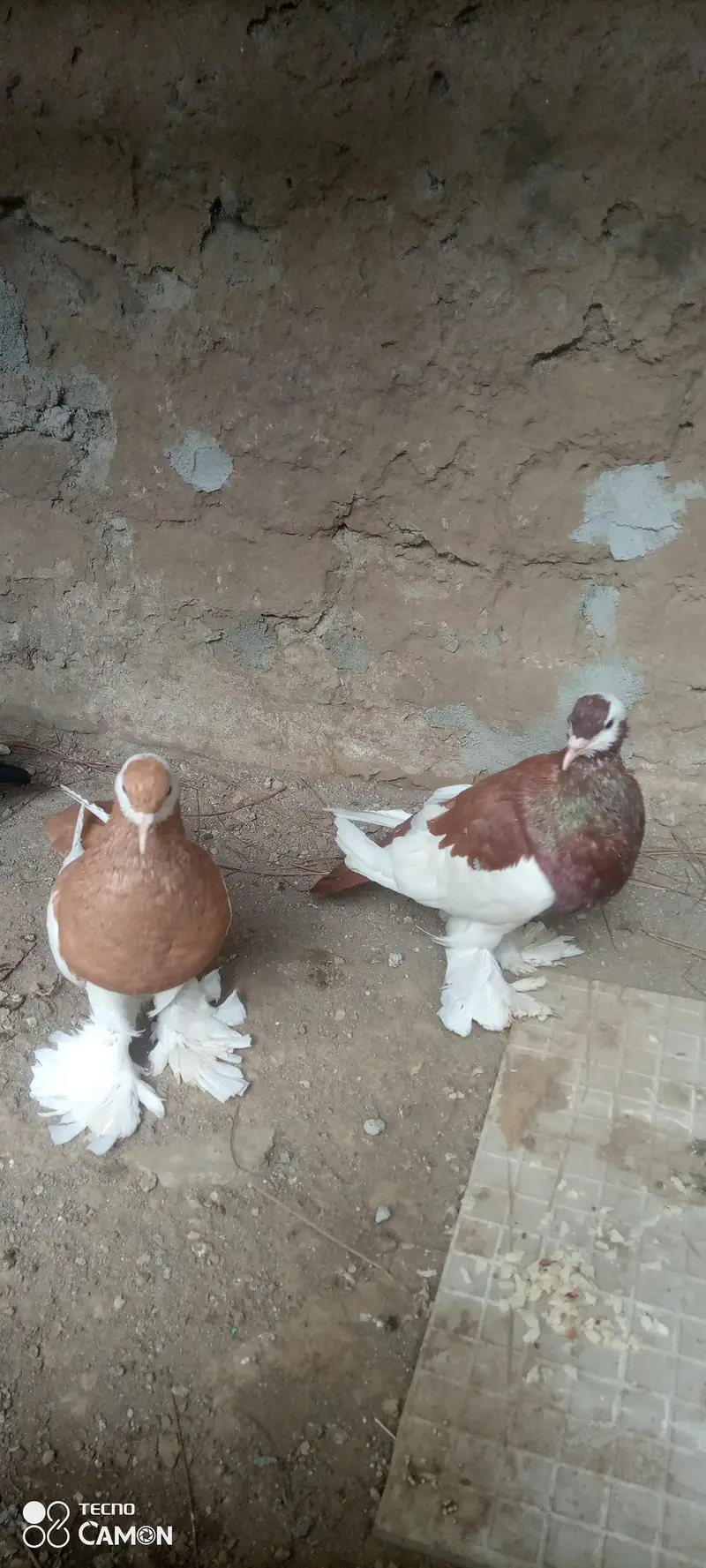 Magpie Pouter Breeder Pair — photo 7