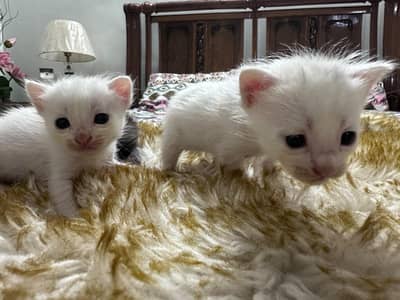 Persian kittens