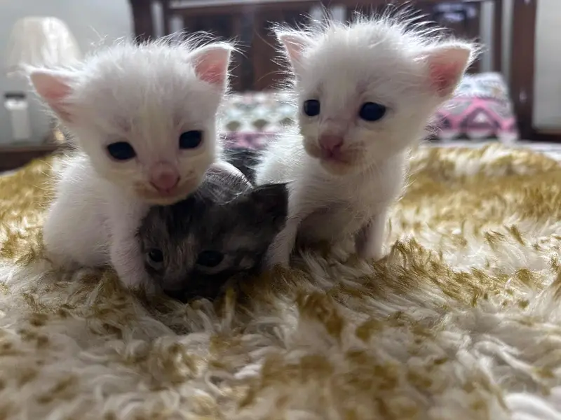 Persian kittens — photo 2
