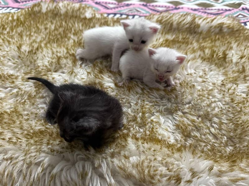 Persian kittens 2
