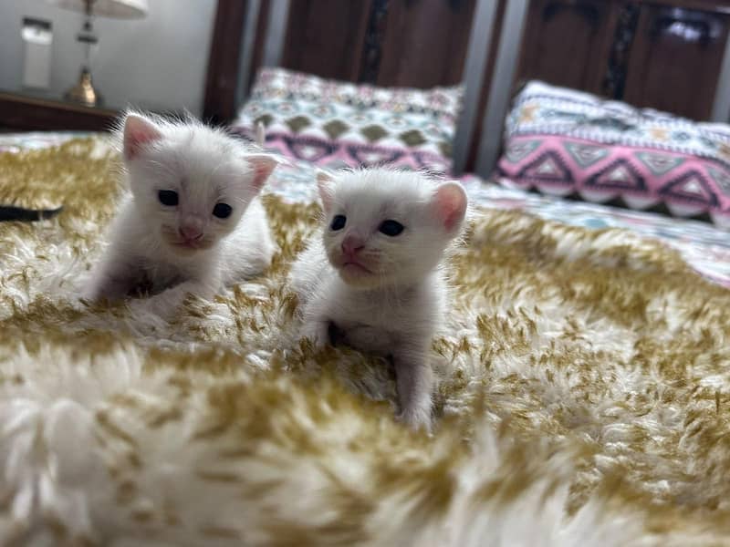 Persian kittens 3