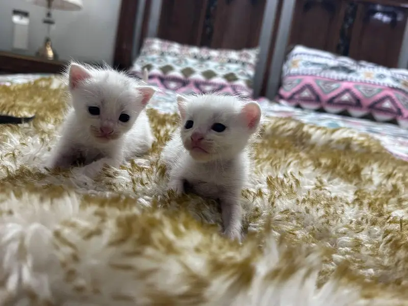 Persian kittens — photo 4