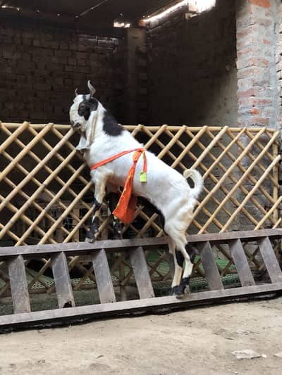 Pure Sindhi breeder quality male