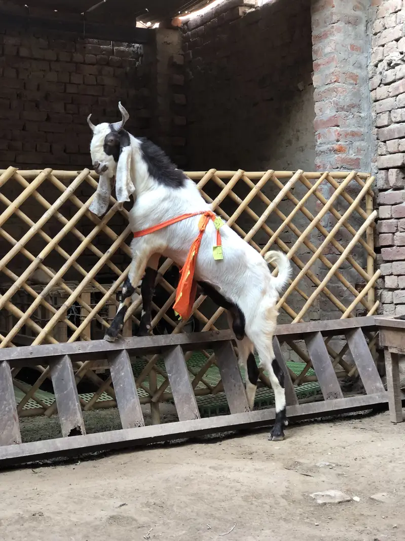 Pure Sindhi breeder quality male — photo 2