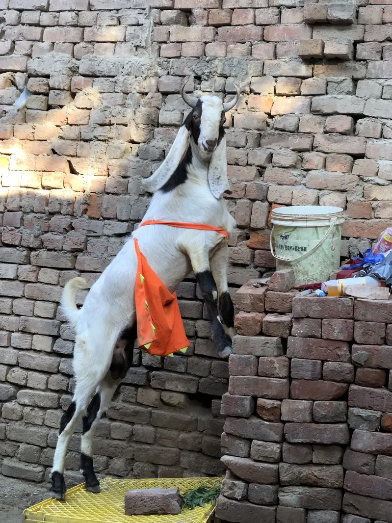 Pure Sindhi breeder quality male — photo 3