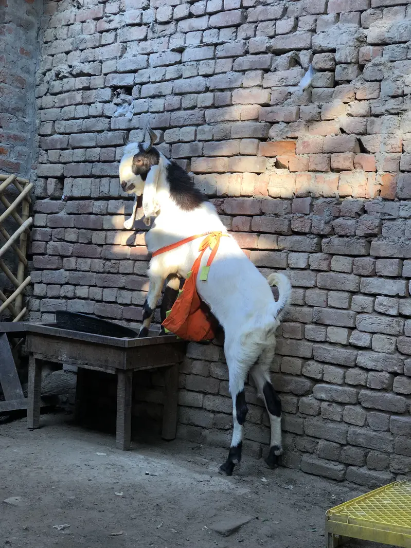Pure Sindhi breeder quality male — photo 4