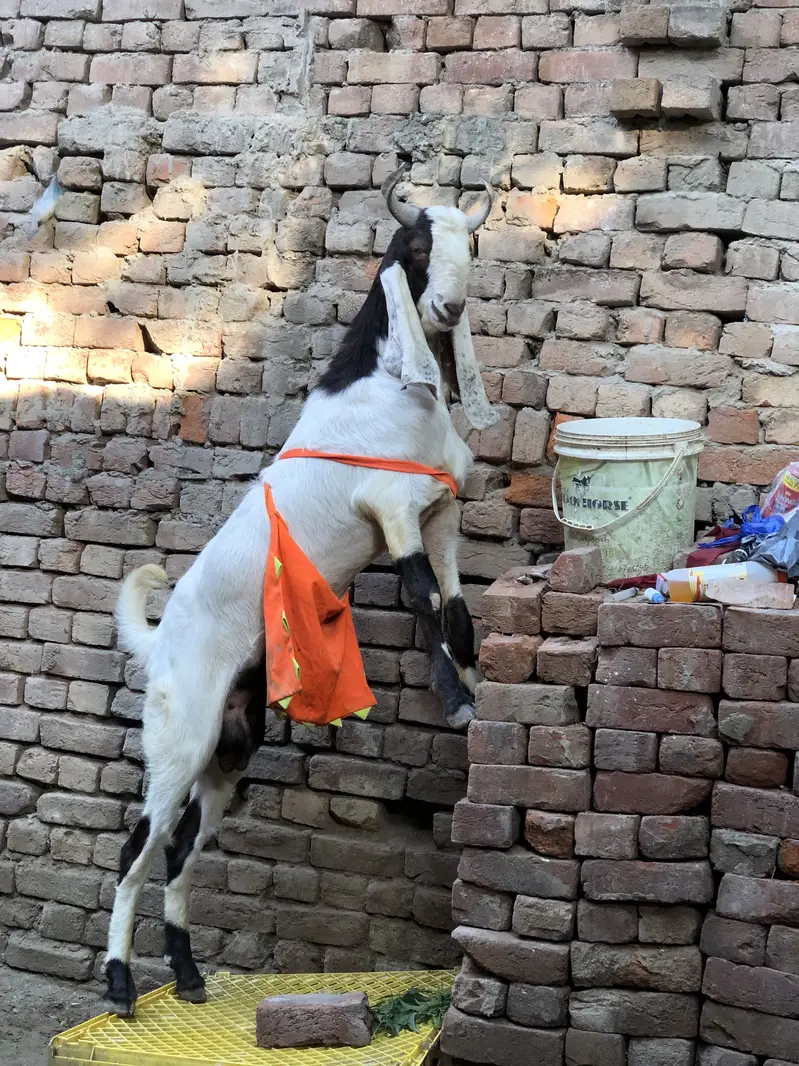 Pure Sindhi breeder quality male — photo 5