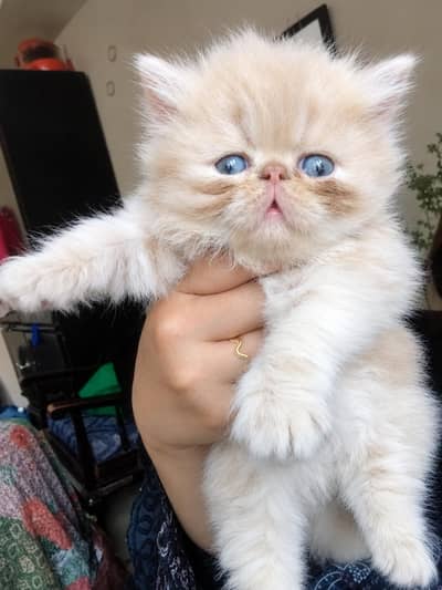 Persian Kittens || Peki Face || Cats for Sale || Pure Persian