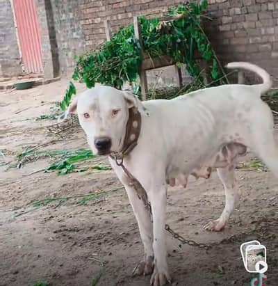 gulter female cors 27 din achi qulty k gulter dog video mjod hy