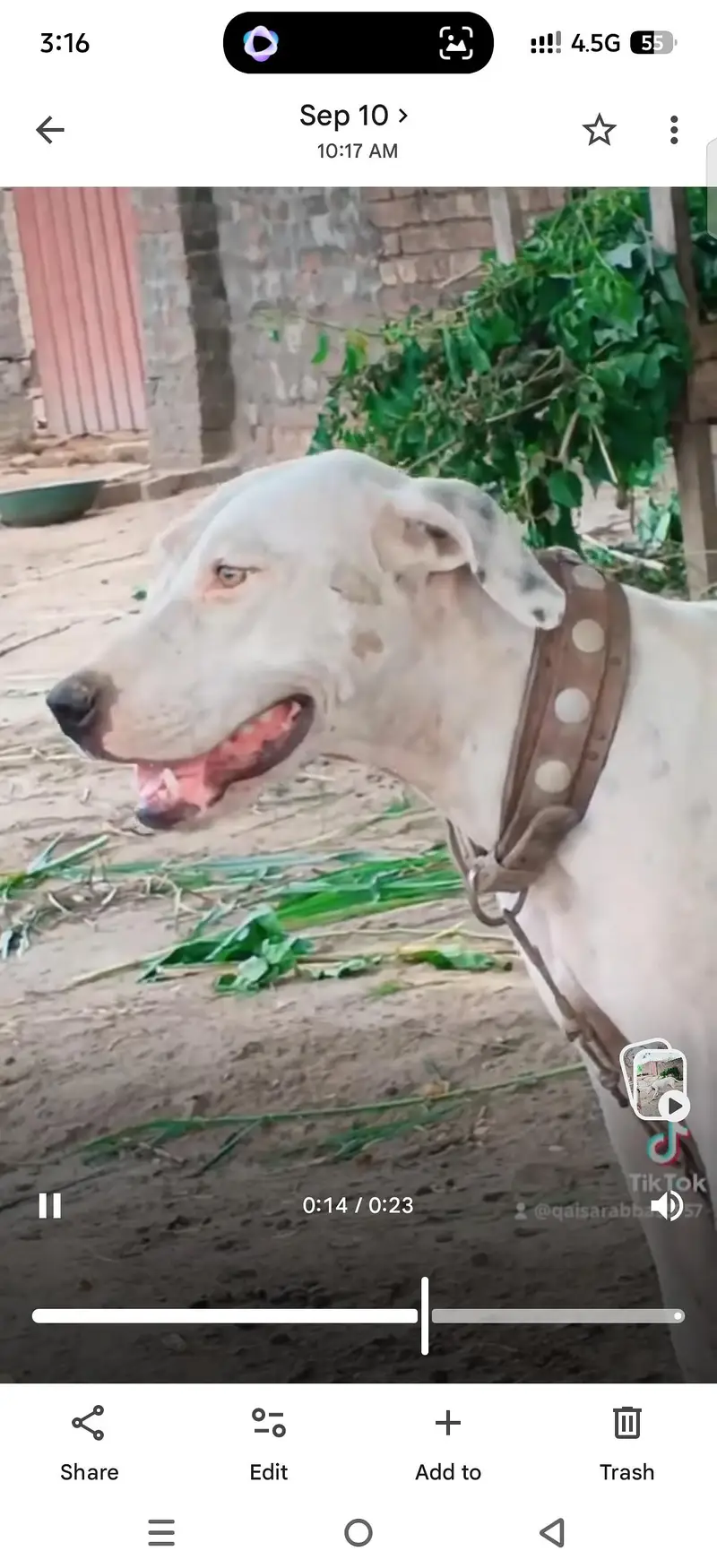 gulter female cors 27 din achi qulty k gulter dog video mjod hy — photo 2