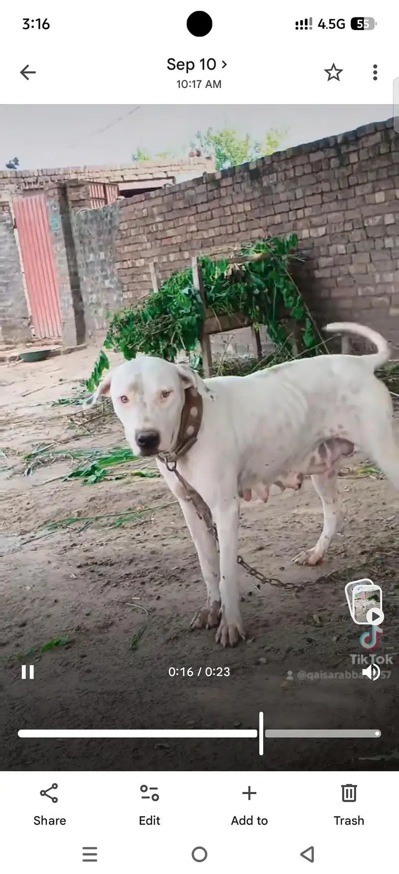 gulter female cors 27 din achi qulty k gulter dog video mjod hy — photo 3