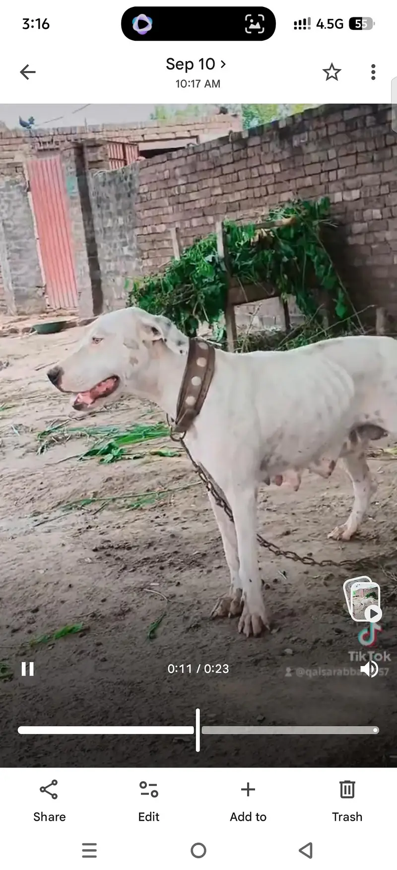 gulter female cors 27 din achi qulty k gulter dog video mjod hy — photo 4