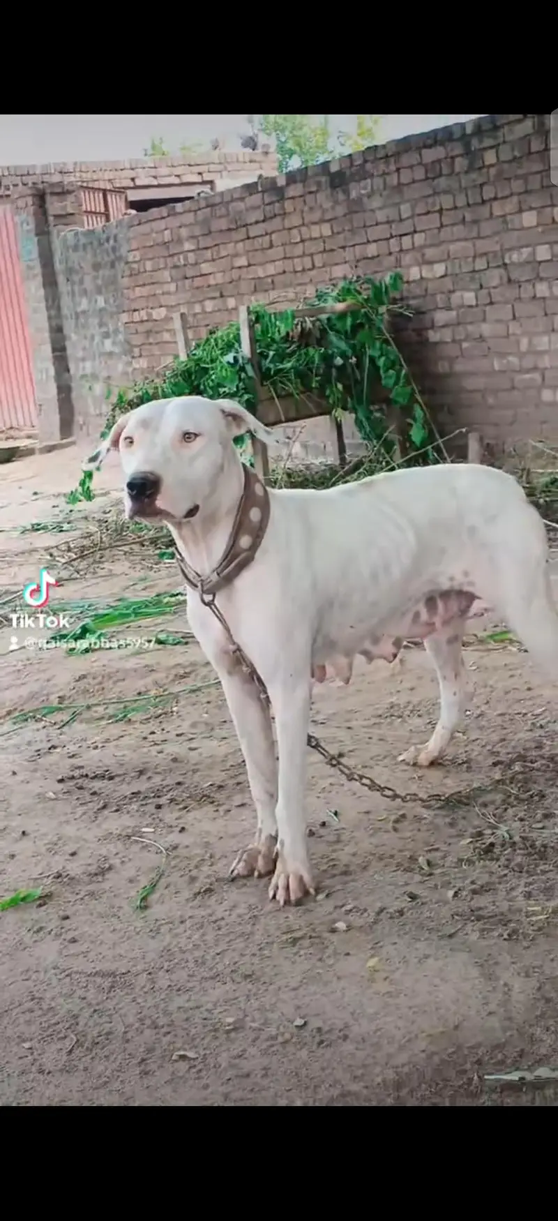 gulter female cors 27 din achi qulty k gulter dog video mjod hy — photo 5