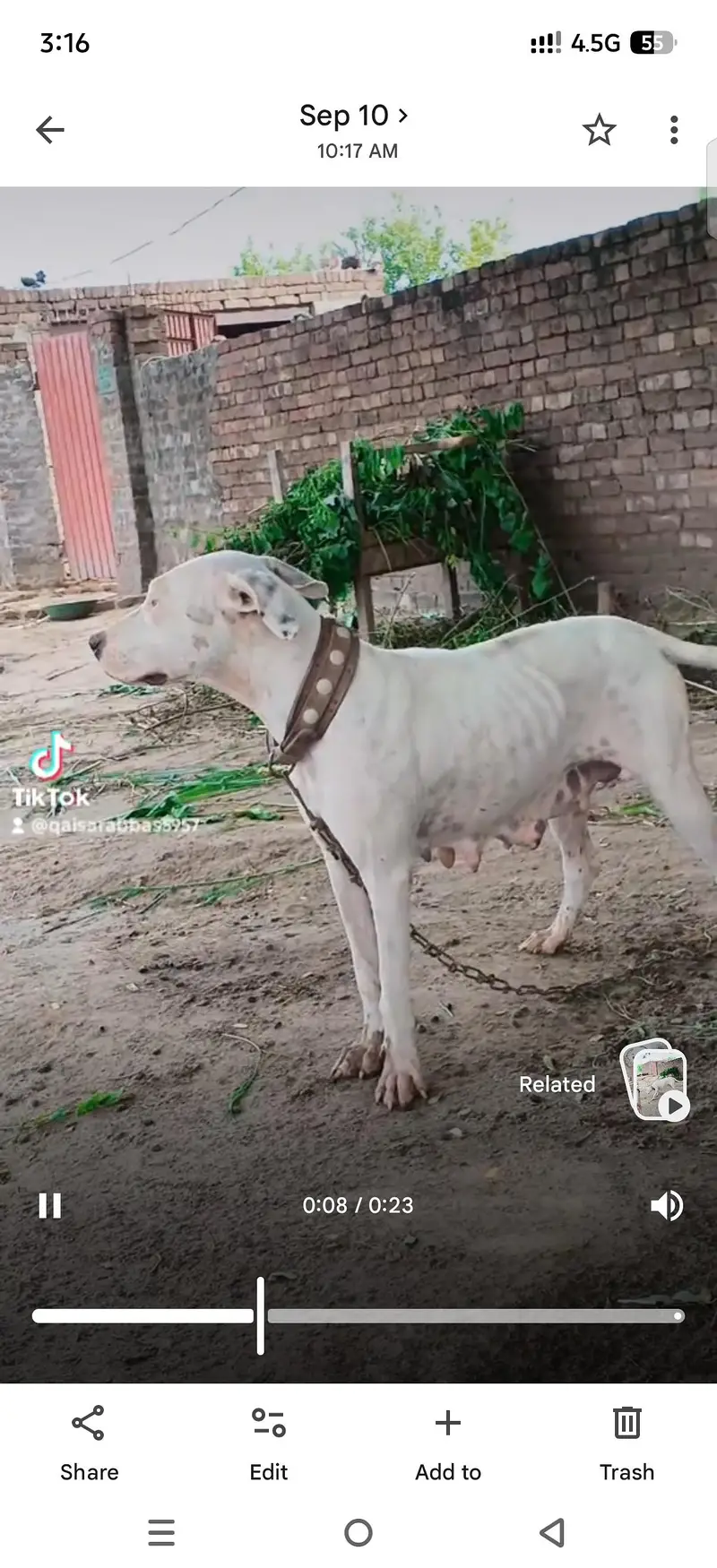 gulter female cors 27 din achi qulty k gulter dog video mjod hy — photo 6