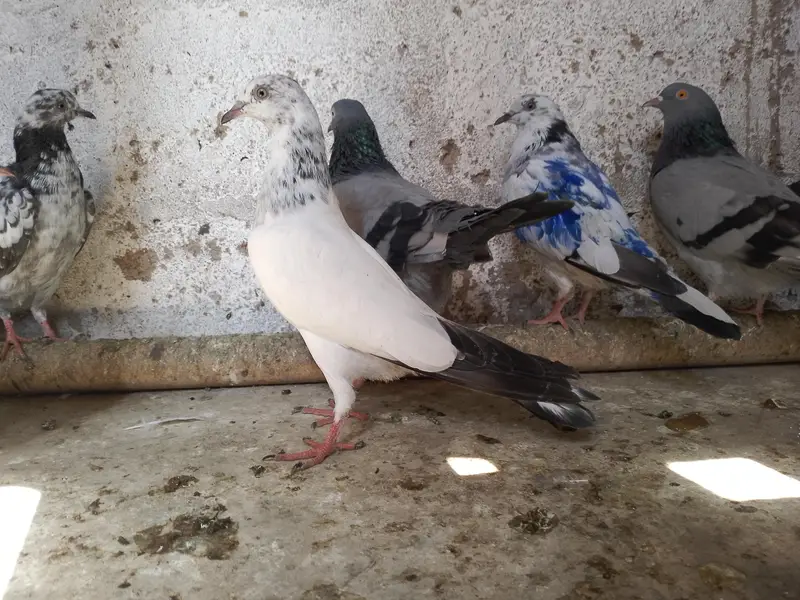 uran wale hein — photo 2