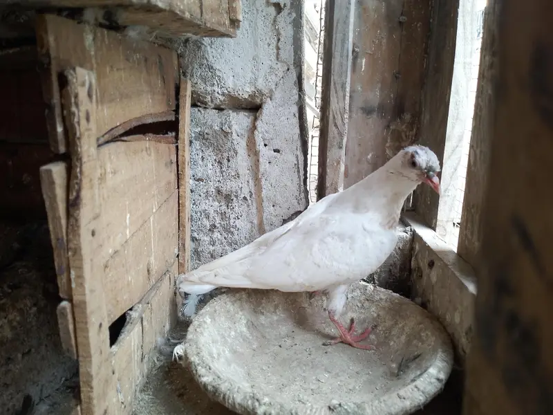 uran wale hein — photo 3