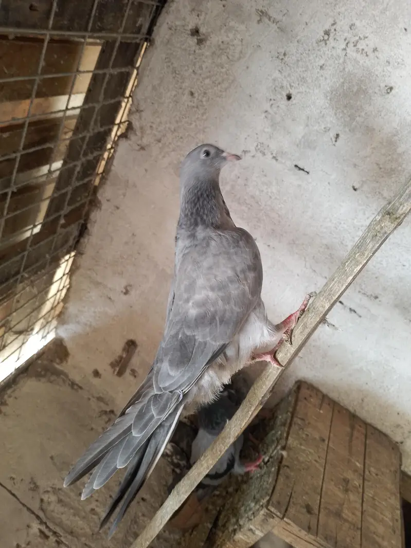 uran wale hein — photo 6