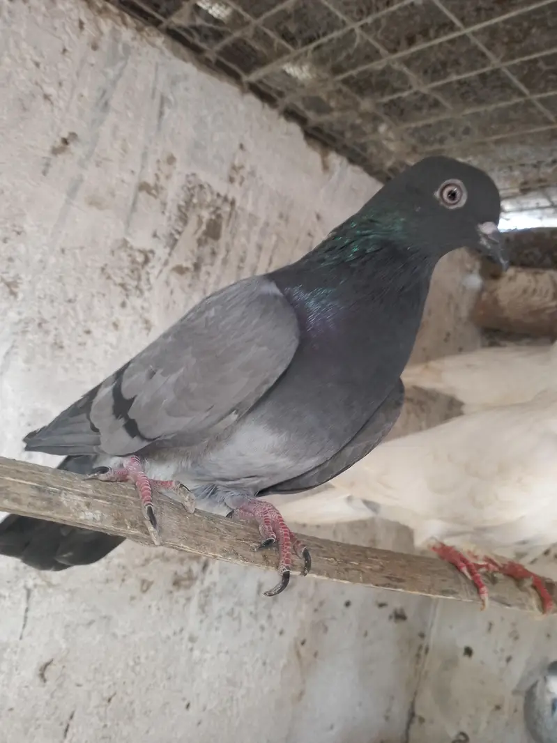 uran wale hein — photo 8