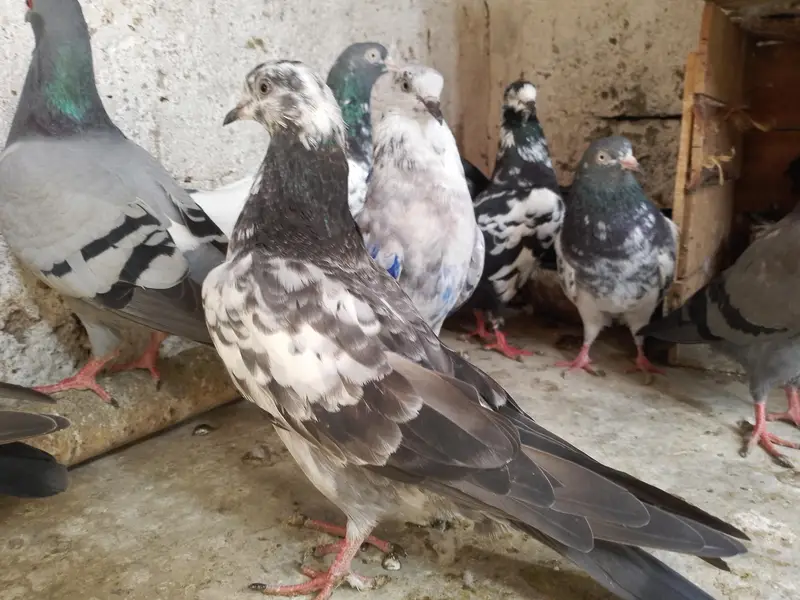 uran wale hein — photo 10