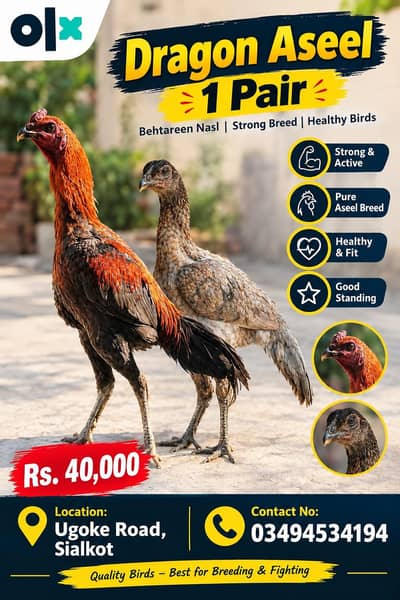aseel daragan ka 1 pair sale ka liya available ha