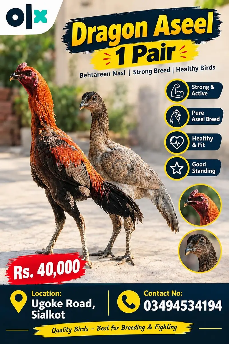 aseel daragan ka 1 pair sale ka liya available ha