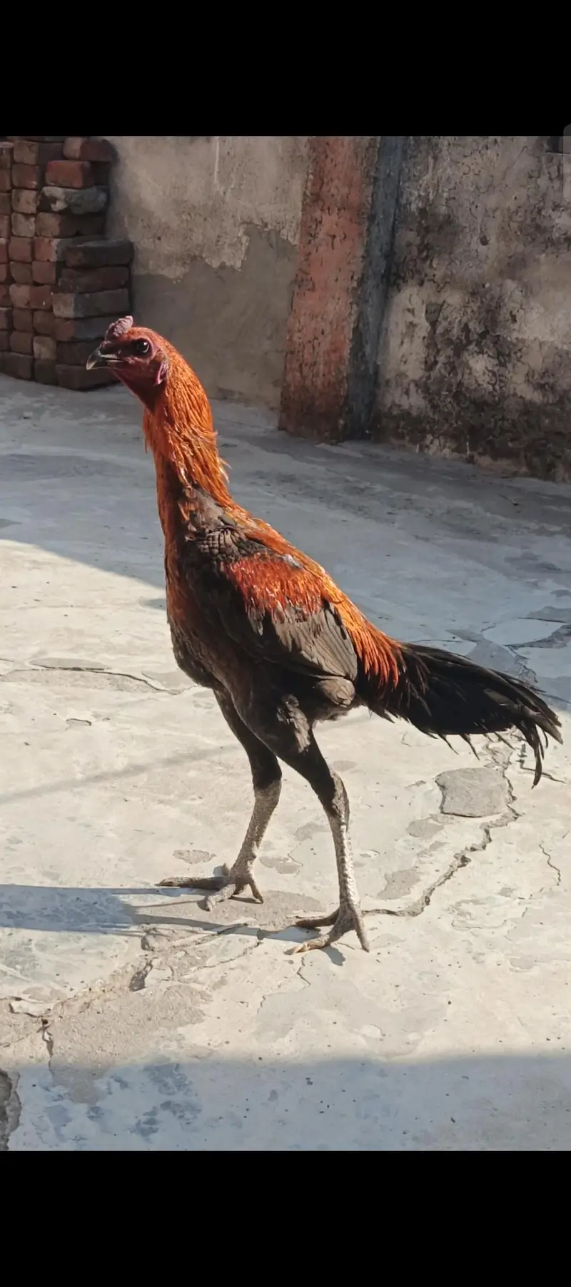 aseel daragan ka 1 pair sale ka liya available ha — photo 2