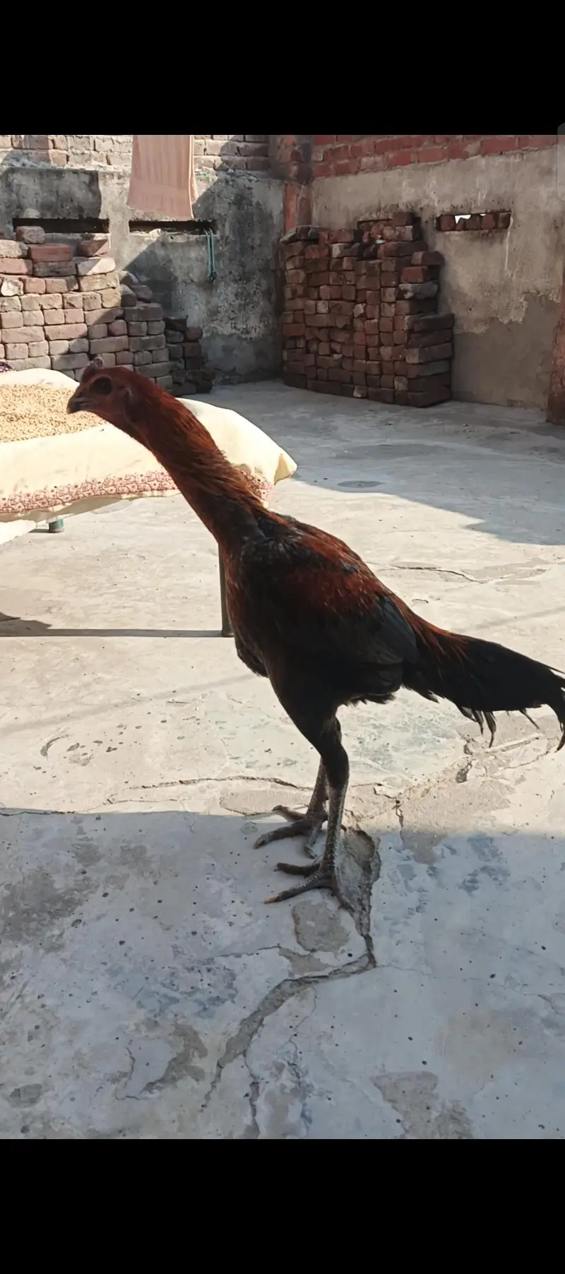 aseel daragan ka 1 pair sale ka liya available ha — photo 3