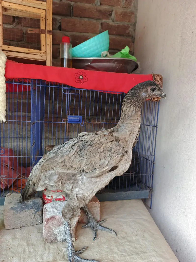 aseel daragan ka 1 pair sale ka liya available ha — photo 6