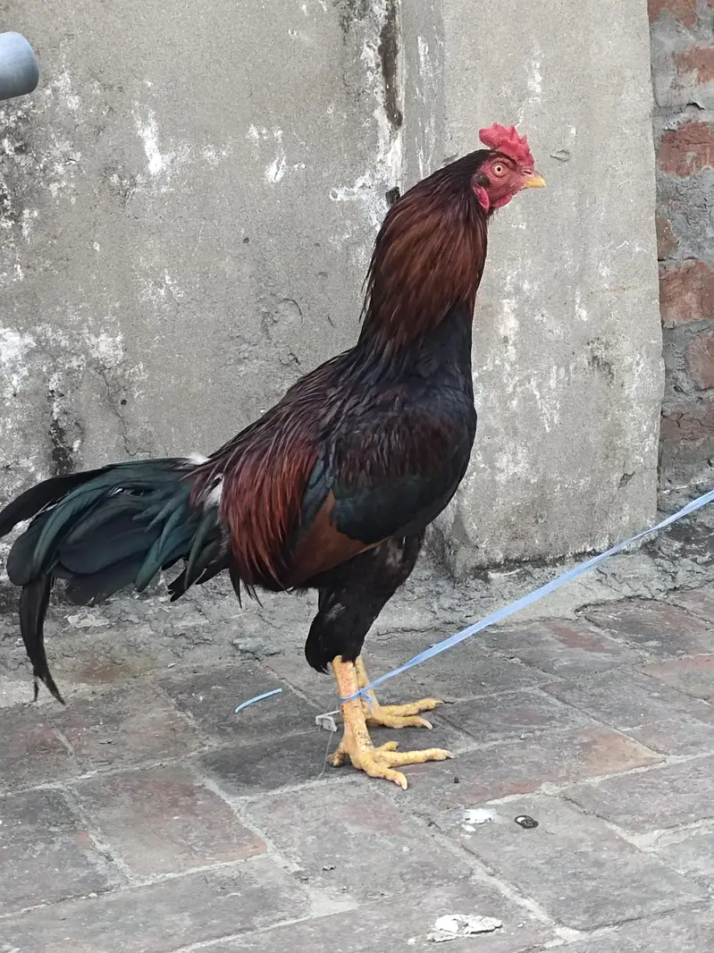top Quality mianwali male — photo 2