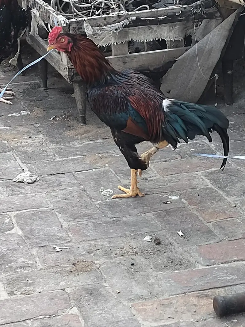 top Quality mianwali male — photo 3
