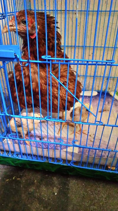 aseel hens with 2 baby
