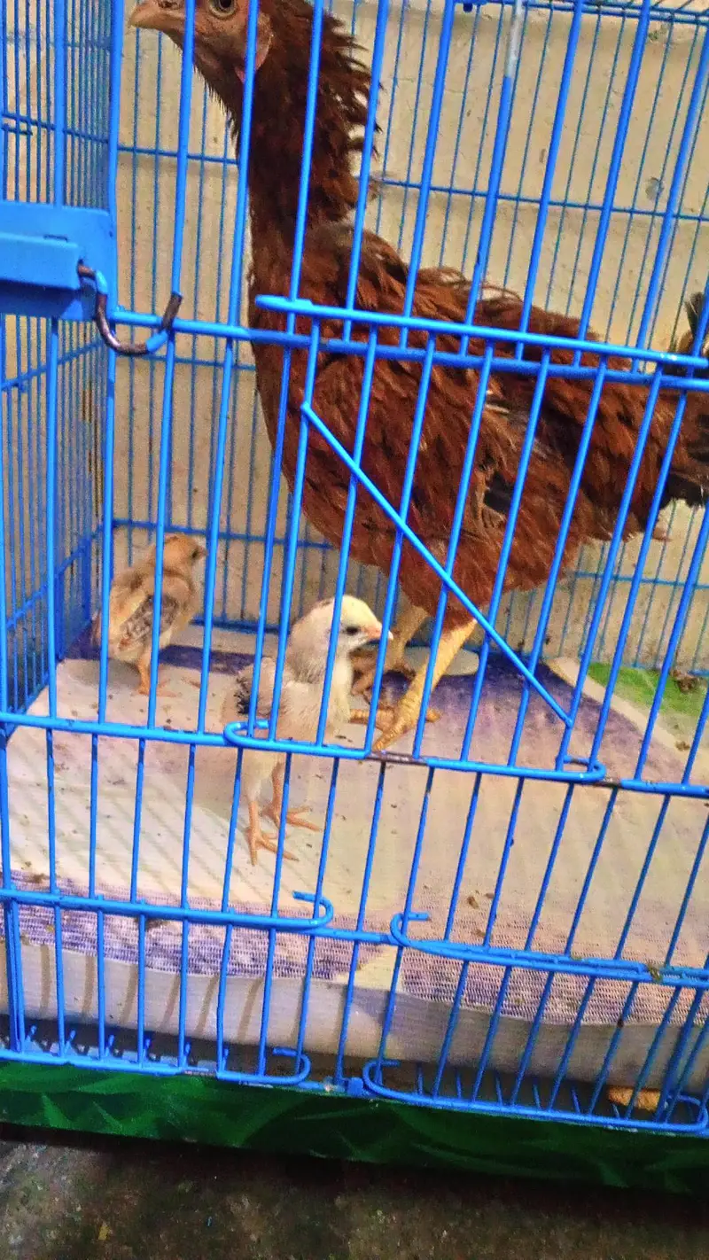 aseel hens with 2 baby — photo 2