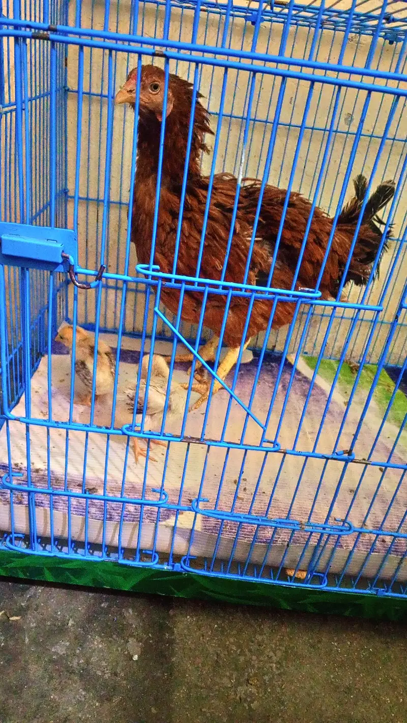 aseel hens with 2 baby — photo 3